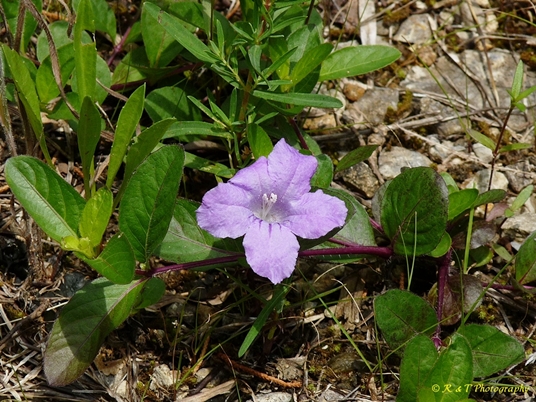 {Ruellia humilis}